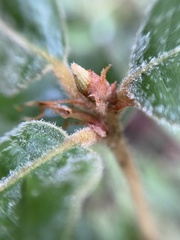 Andricus notholithocarpi