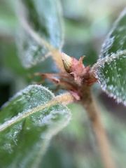 Andricus notholithocarpi