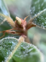 Andricus notholithocarpi