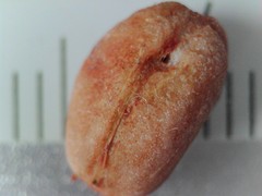 Crataegus persimilis