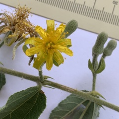 Grewia retinervis
