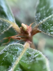 Andricus notholithocarpi