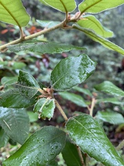 Andricus notholithocarpi