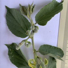 Grewia retinervis