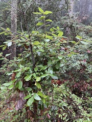 Andricus notholithocarpi