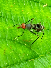 Taeniapterinae