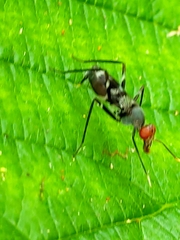 Taeniapterinae
