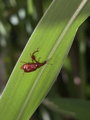 Euscelus