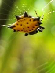 Gasteracantha cancriformis