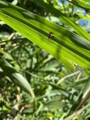 Euscelus