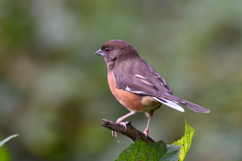 Eastern Towhee, photo 6 of 8