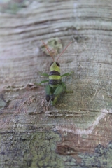 Pareusychius defurcus