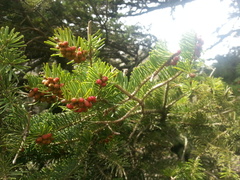 Abies cilicica