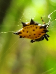 Gasteracantha cancriformis