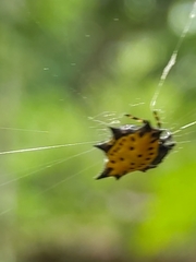 Gasteracantha cancriformis