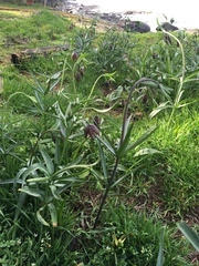 Fritillaria affinis affinis