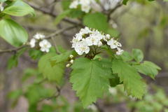 Crataegus fluviatilis
