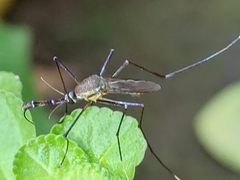 Toxorhynchites rutilus