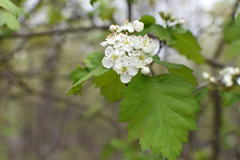 Crataegus fluviatilis