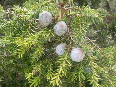 Juniperus drupacea