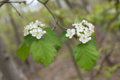 Crataegus fluviatilis