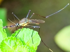 Toxorhynchites rutilus