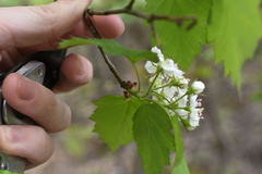 Crataegus fluviatilis