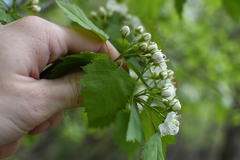 Crataegus fluviatilis