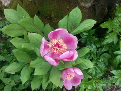 Paeonia kesrouanensis