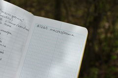 Crataegus fluviatilis