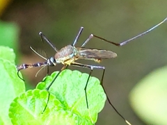 Toxorhynchites rutilus