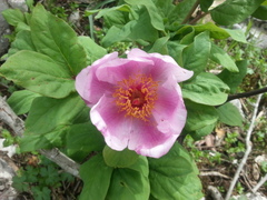 Paeonia kesrouanensis