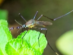 Toxorhynchites rutilus