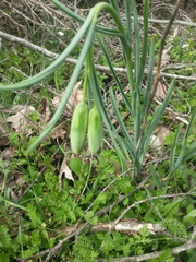 Fritillaria alfredae
