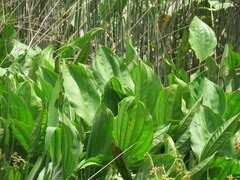 Echinodorus grandiflorus