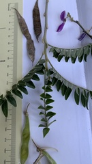 Mundulea sericea image