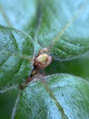 Andricus notholithocarpi