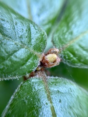 Andricus notholithocarpi