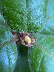 Andricus notholithocarpi