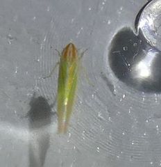 Dikraneura angustata