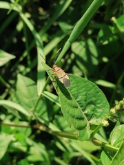 Dysdercus nigrofasciatus