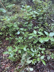 Andricus notholithocarpi