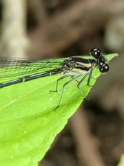 Argia translata