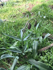 Fritillaria affinis affinis