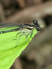 Argia translata