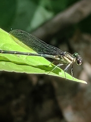 Argia translata