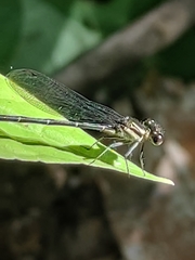 Argia translata