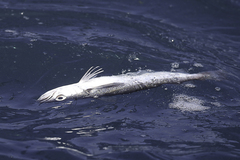 Merluccius paradoxus