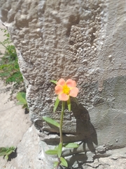 Portulaca cryptopetala