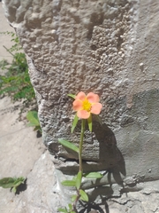 Portulaca cryptopetala